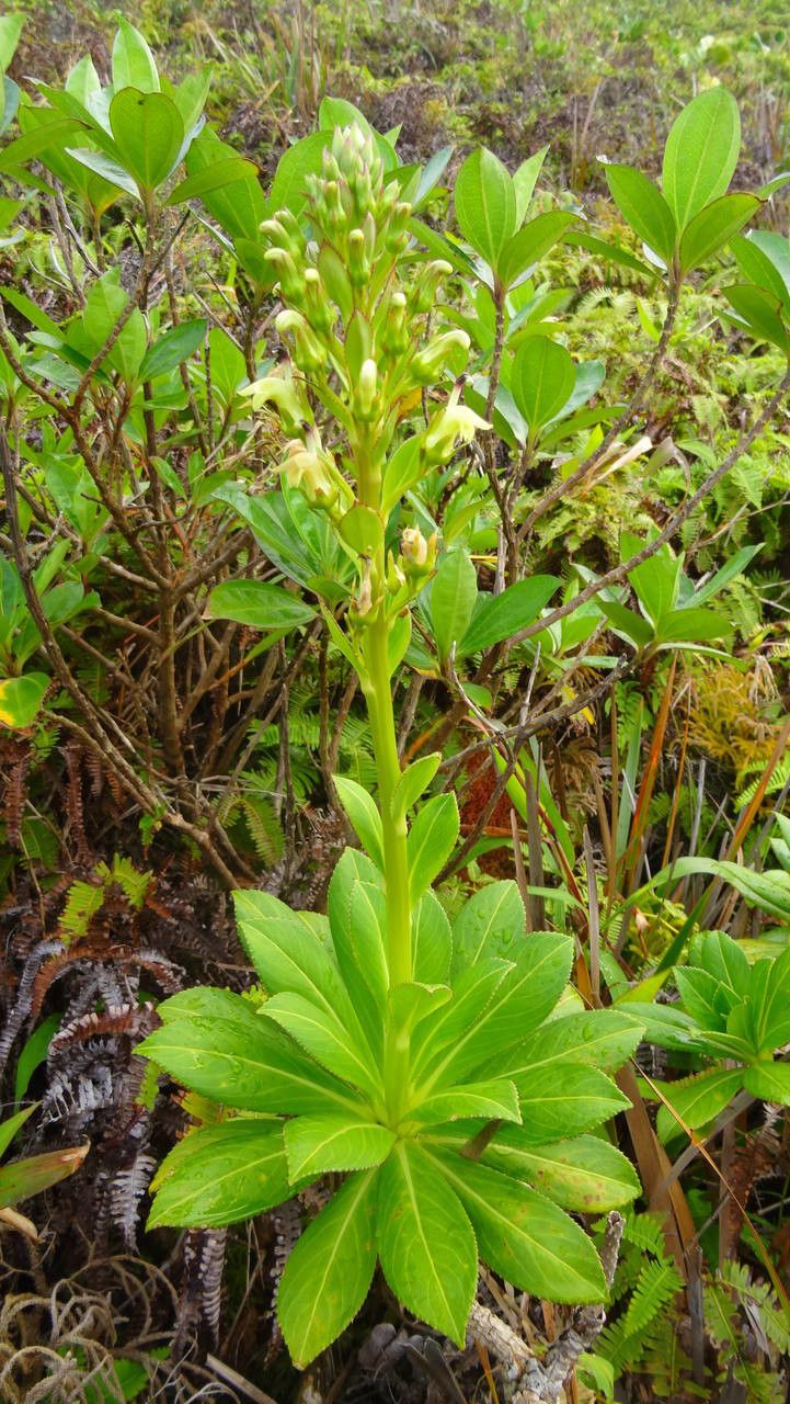 Lobelia stricta habit