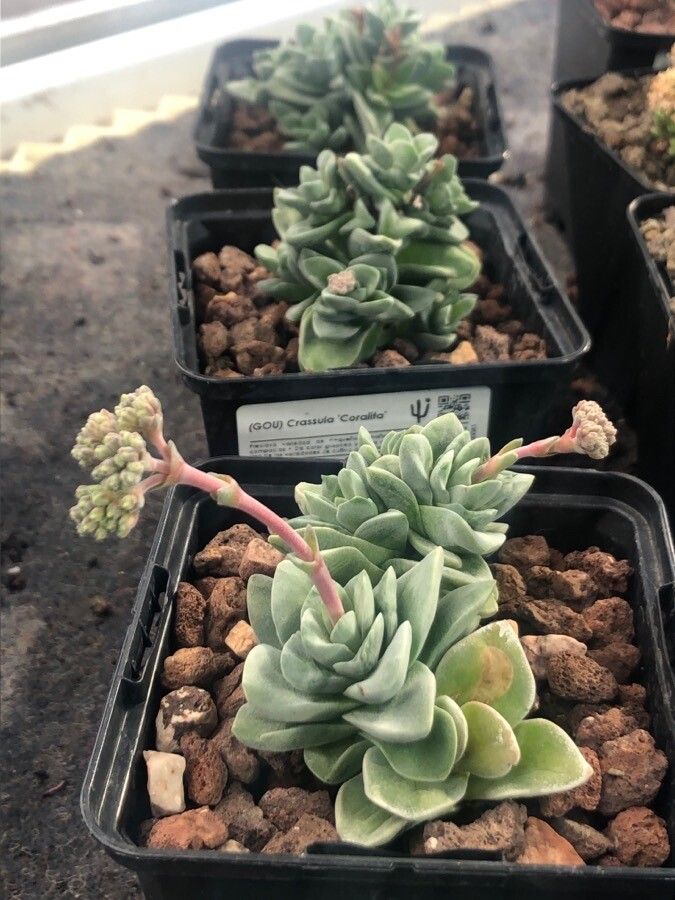 Crassula mesembrianthemopsis — search result for 'Crassula'