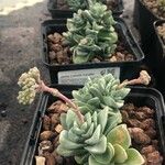 Crassula mesembrianthemopsis