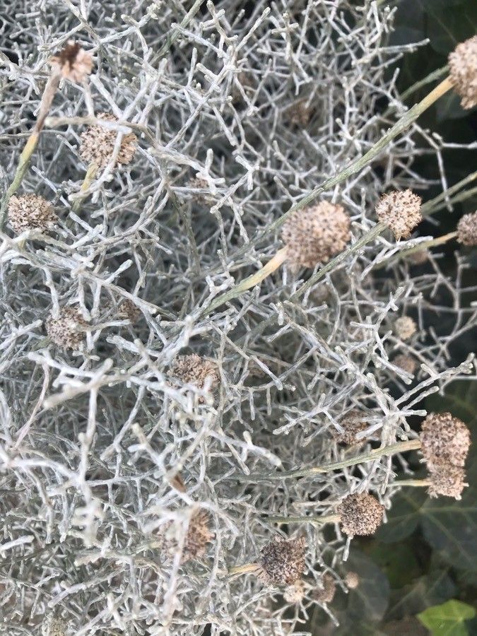 Leucophyta brownii fruit
