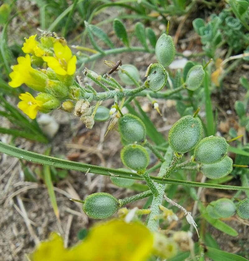 Alyssum loiseleurii fruit