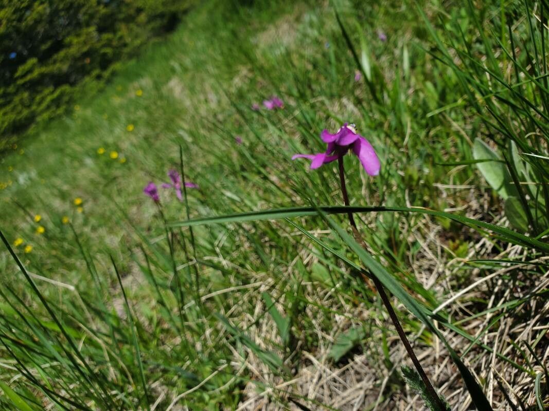 Dodecatheon hendersonii habit