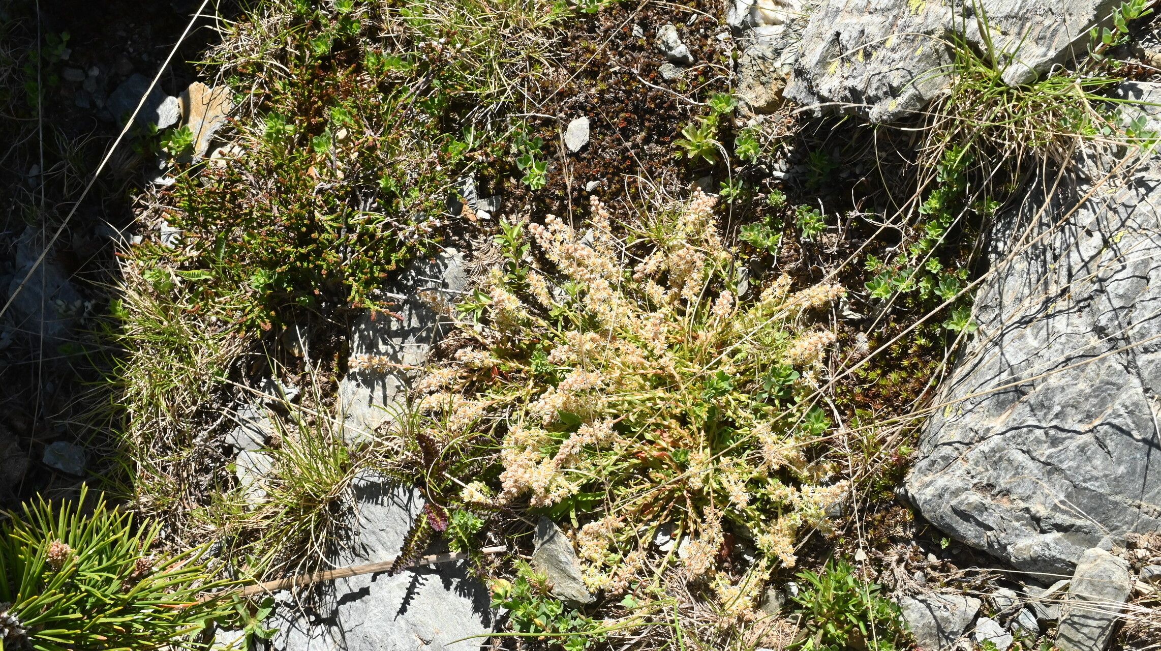 Sesamoides prostrata flower