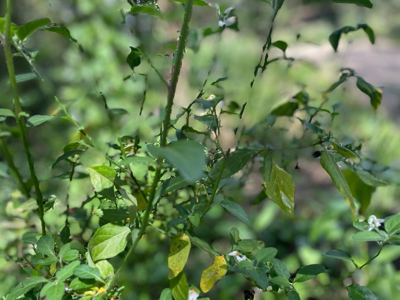 Solanum pseudogracile — houseplant care guide