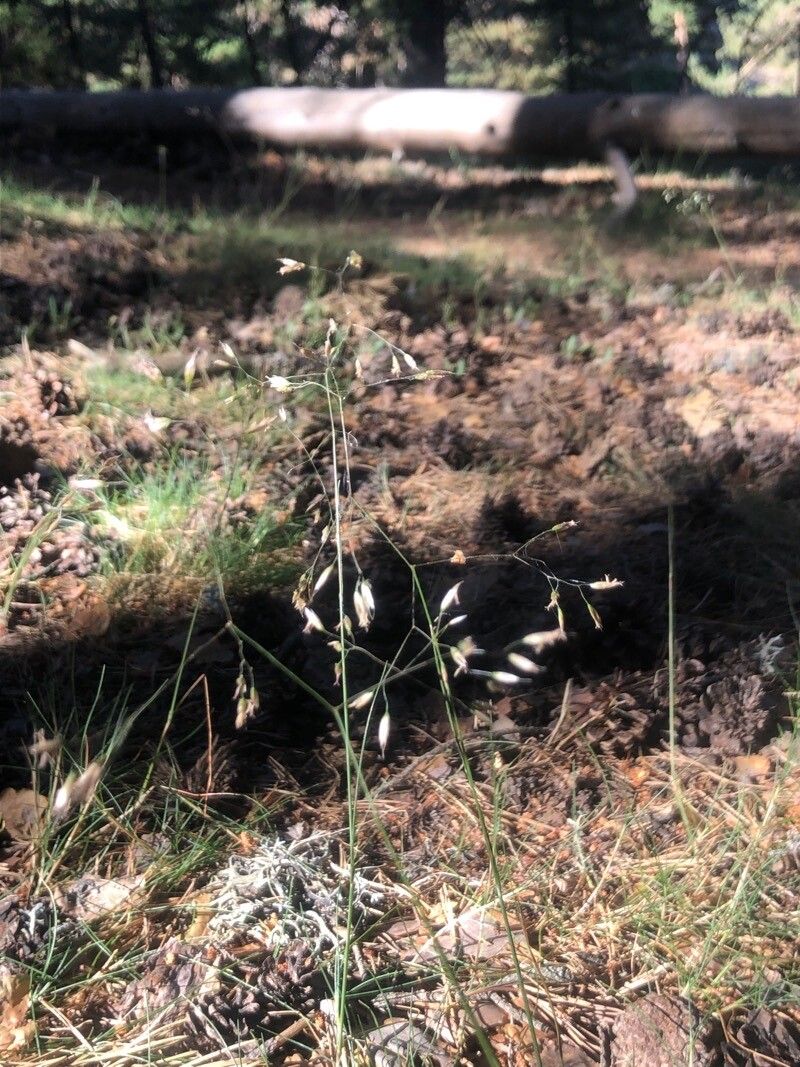 Deschampsia flexuosa flower