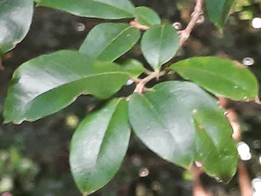 Plinia cauliflora leaf