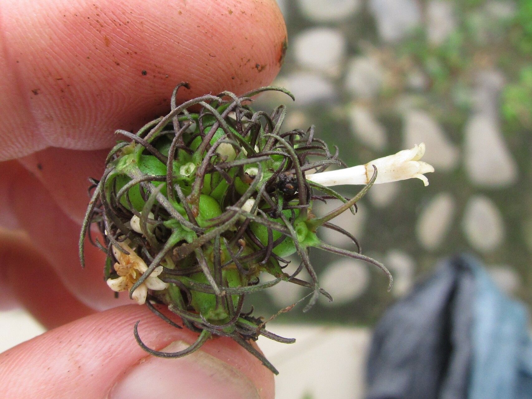 Sabicea urbaniana flower