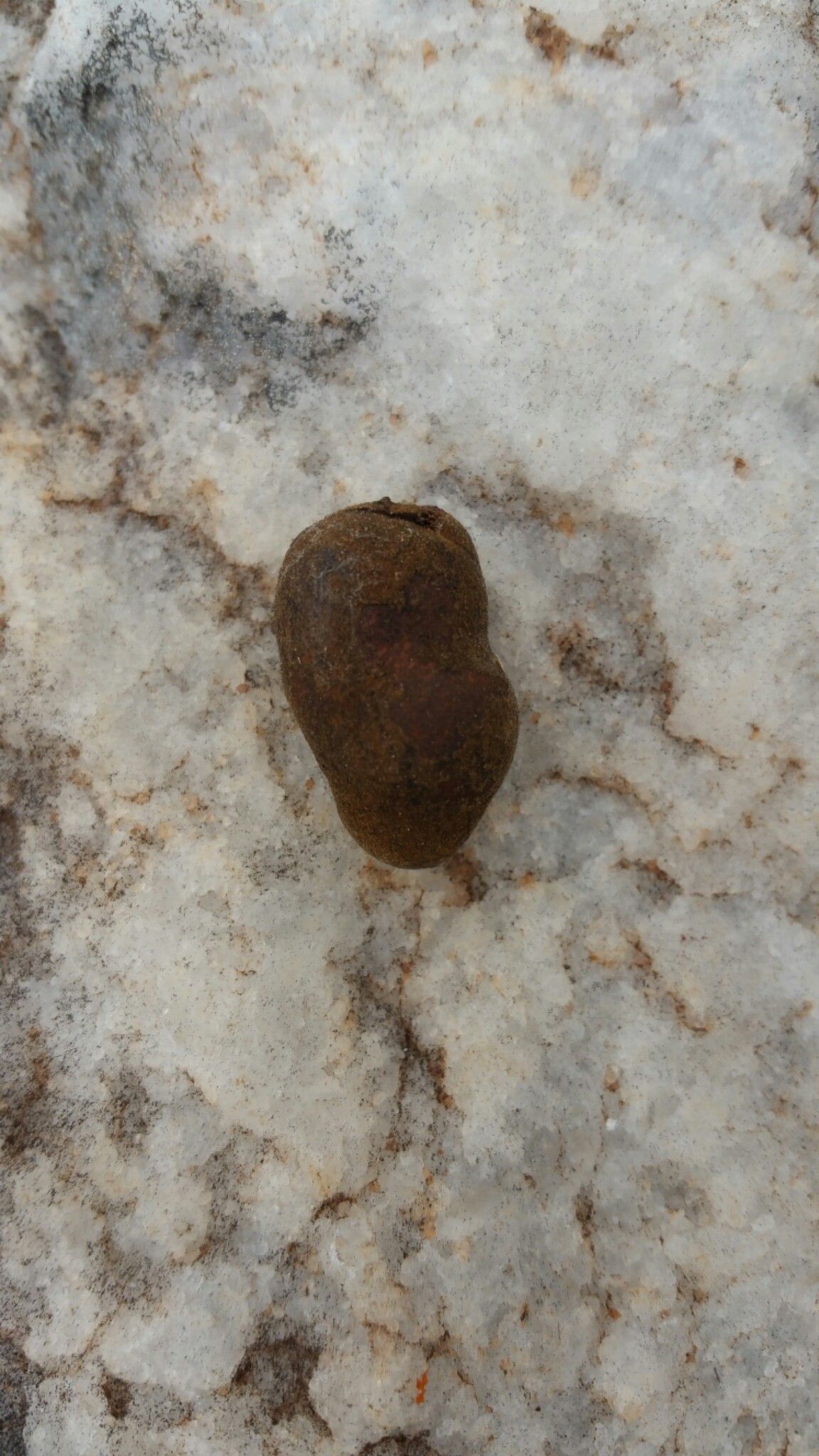 Uvaria marenteria fruit