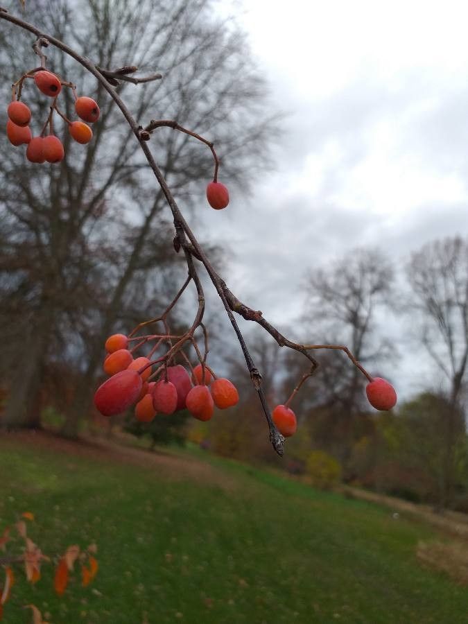 Sorbus folgneri fruit