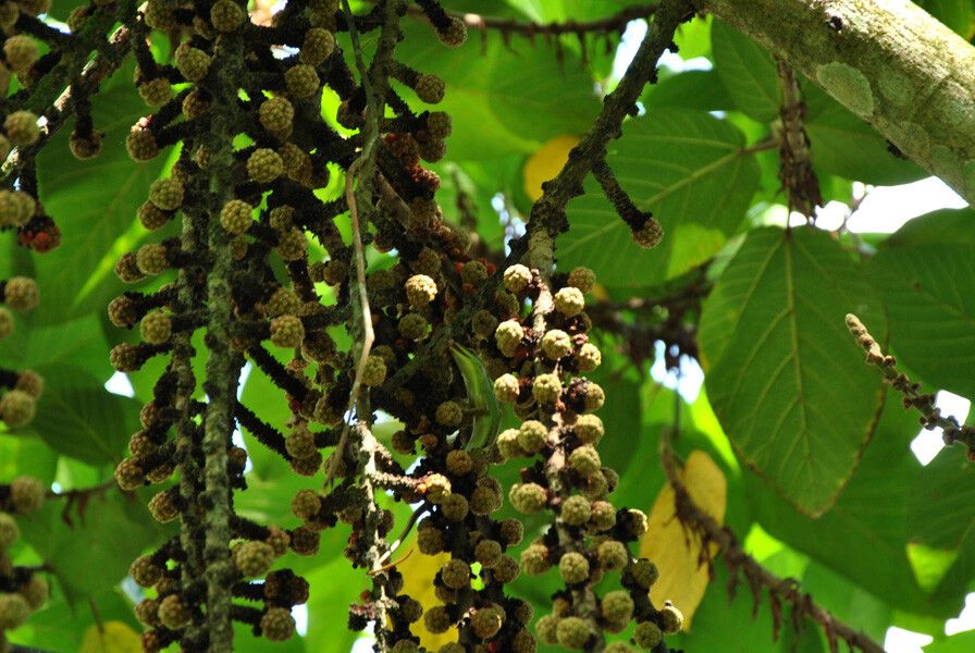 Ficus minahassae fruit