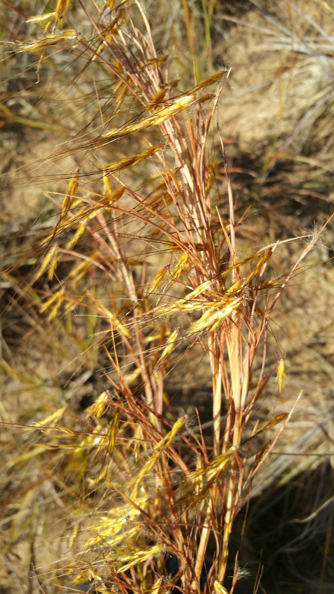 Hyparrhenia nyassae flower