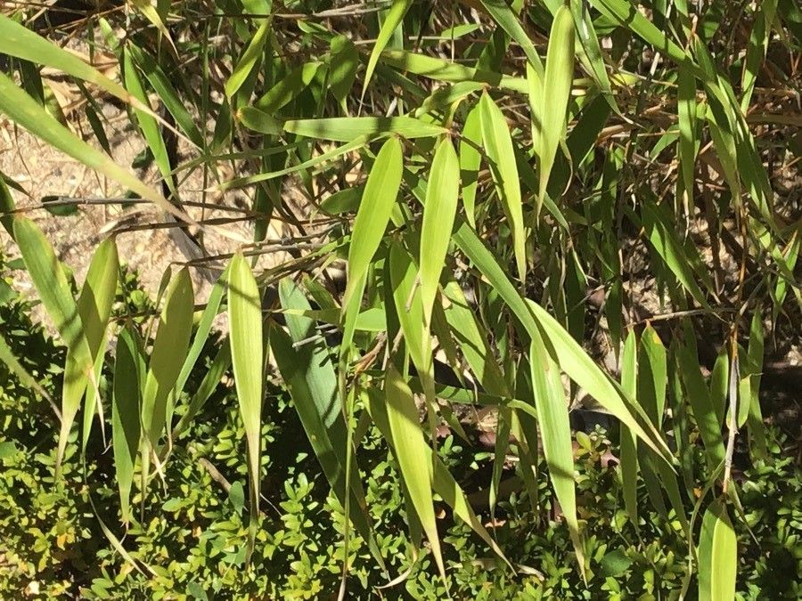 Fargesia scabrida — search result for 'Bamboo'