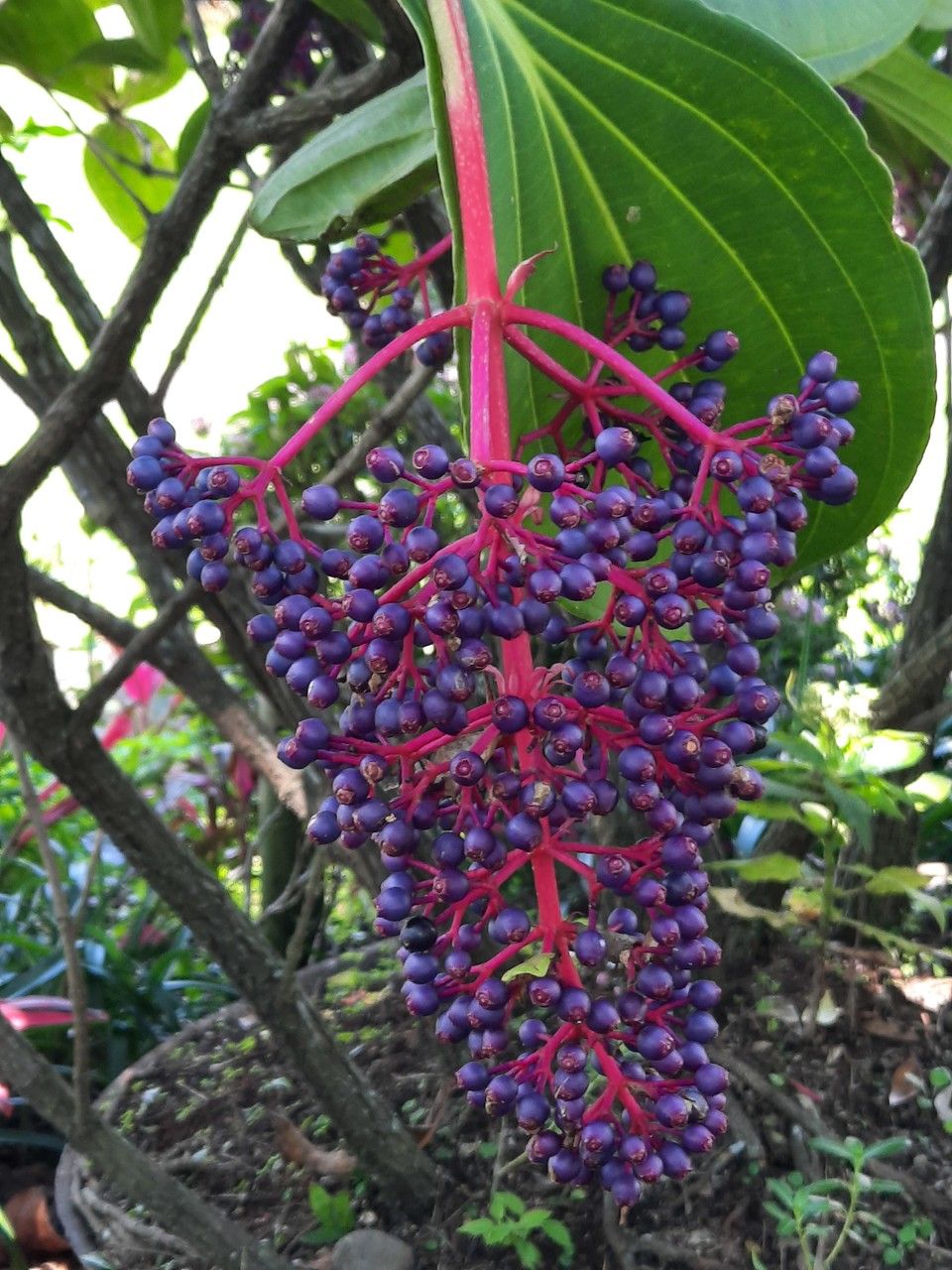 Medinilla magnifica fruit