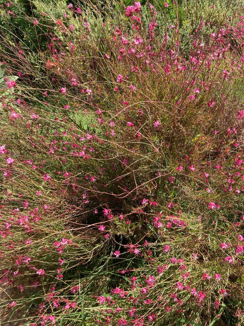 Hedysarum naudinianum flower