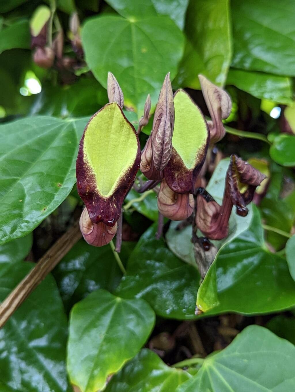 Aristolochia guentheri flower