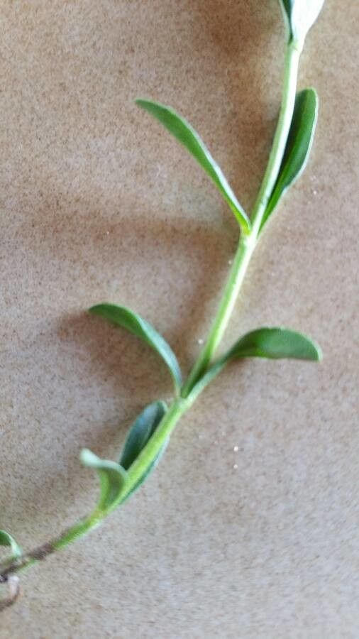 Veronica fruticulosa leaf
