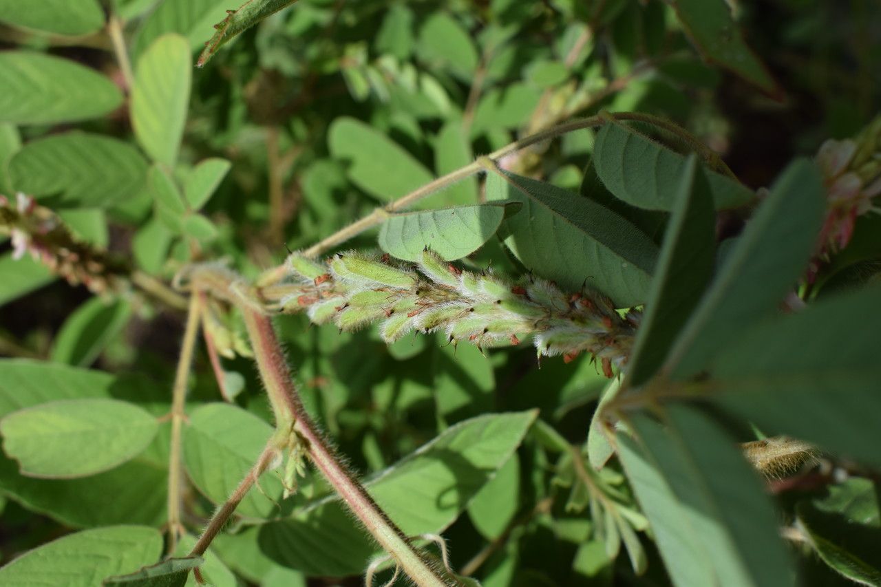 Indigofera astragalina fruit
