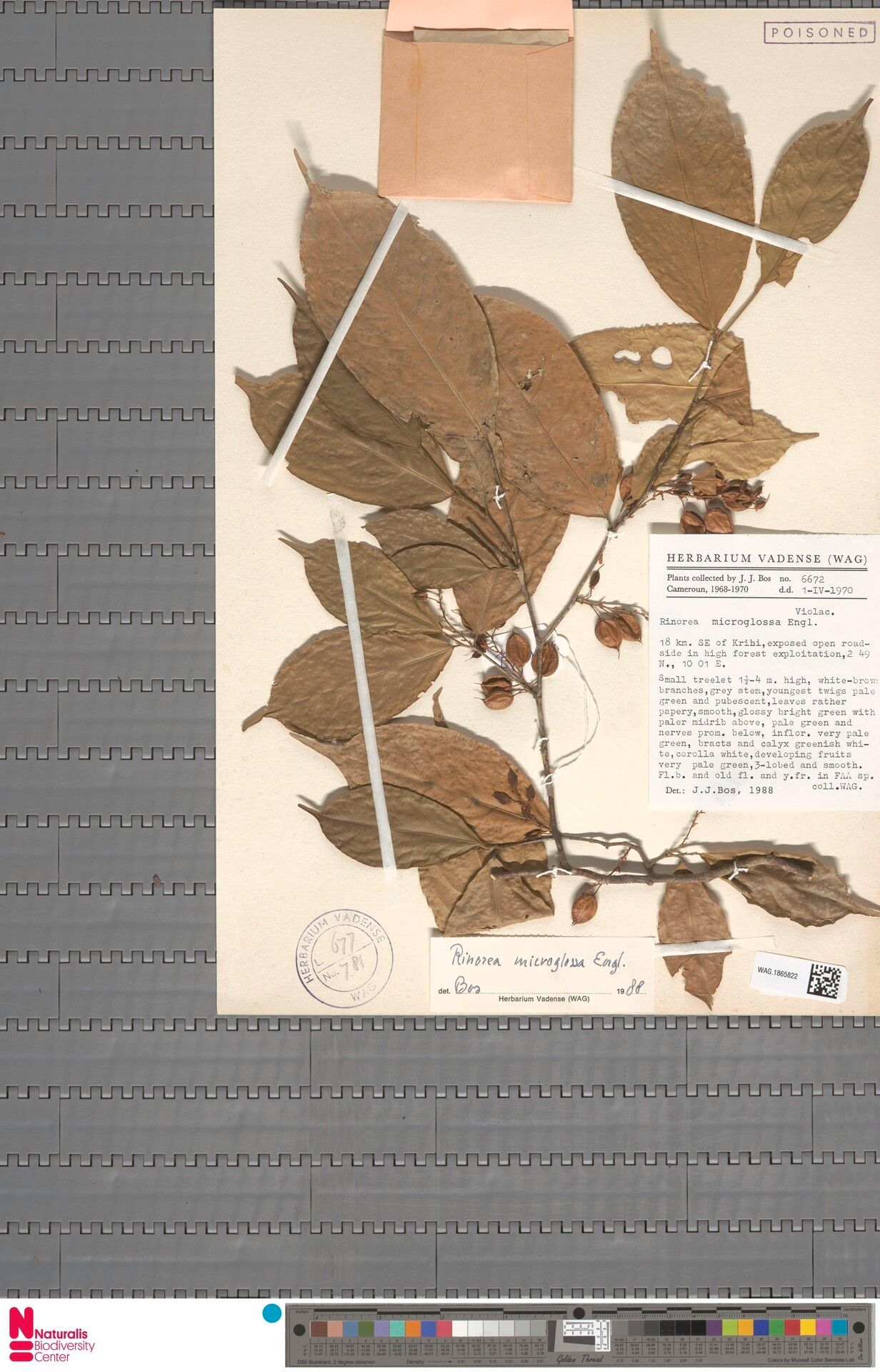 Rinorea microglossa — houseplant care guide