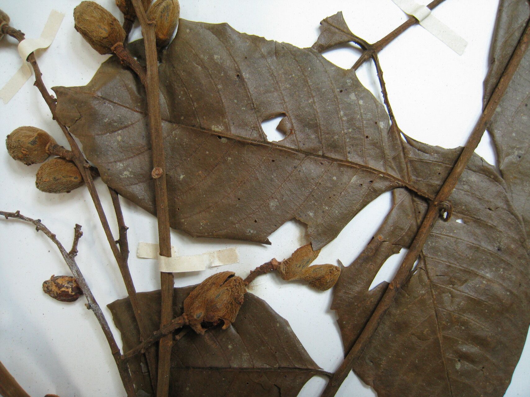 Trichilia septentrionalis other