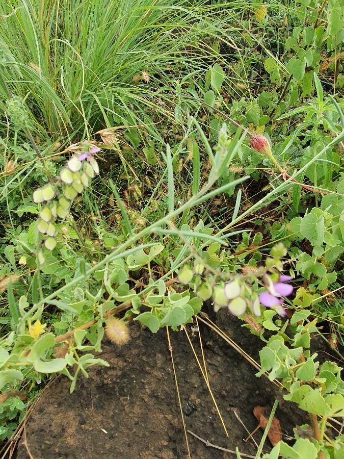 Polygala sphenoptera habit