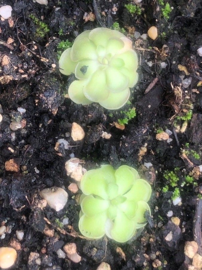 Pinguicula cyclosecta — pet friendly houseplant