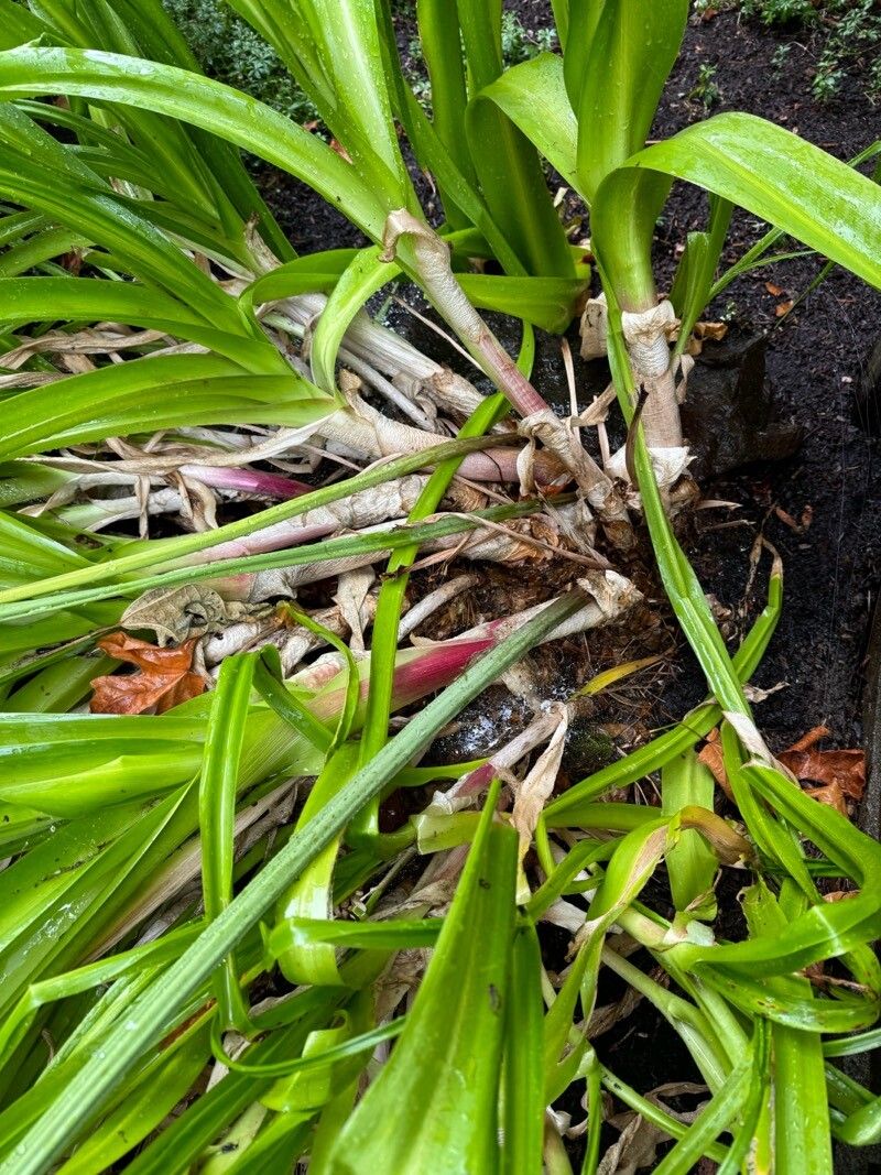 Crinum × powellii bark