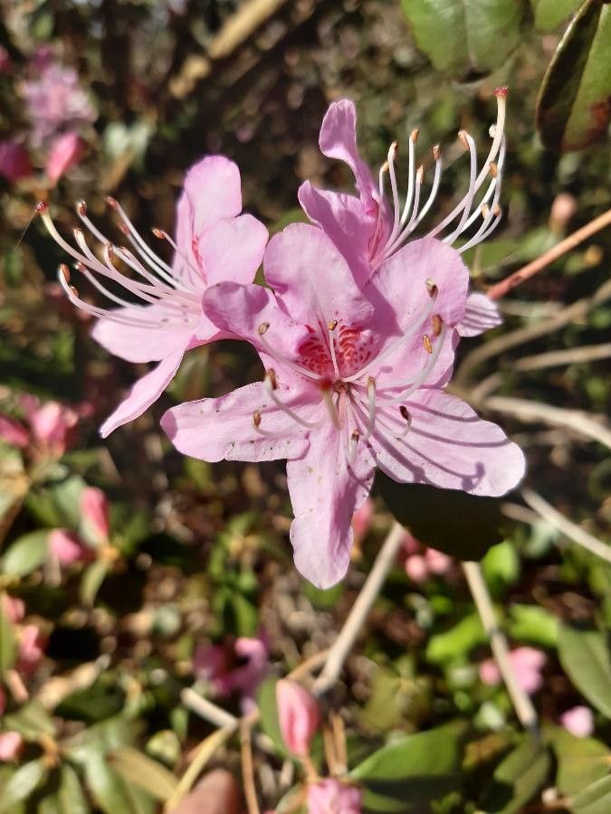 Rhododendron davidsonianum flower