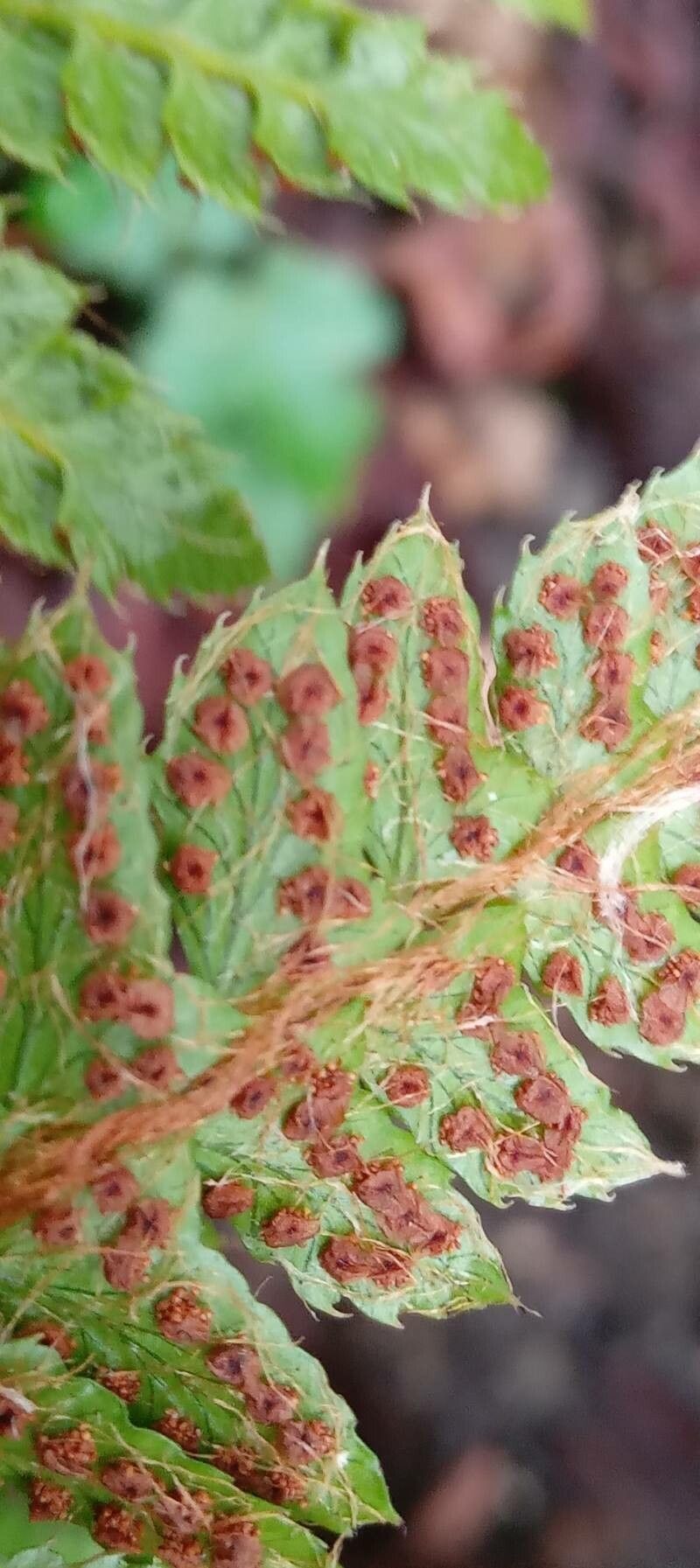 Polystichum polyblepharum fruit