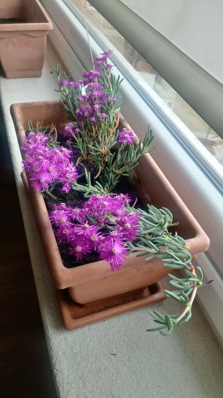Delosperma aberdeenense flower