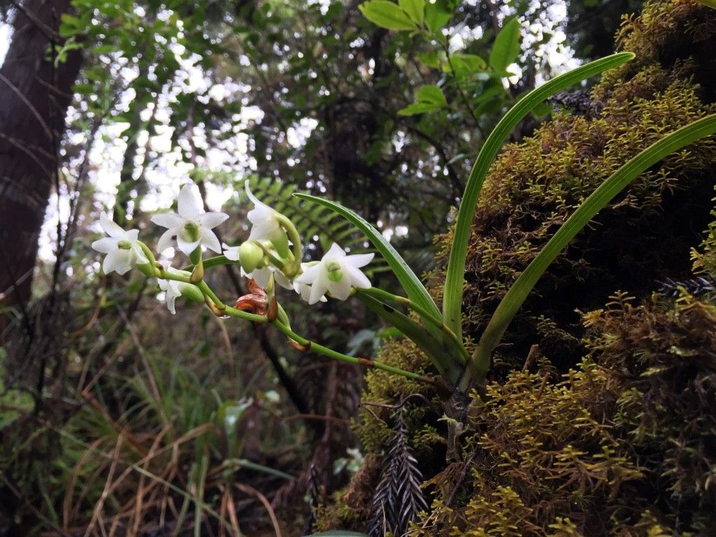 Angraecum striatum bark