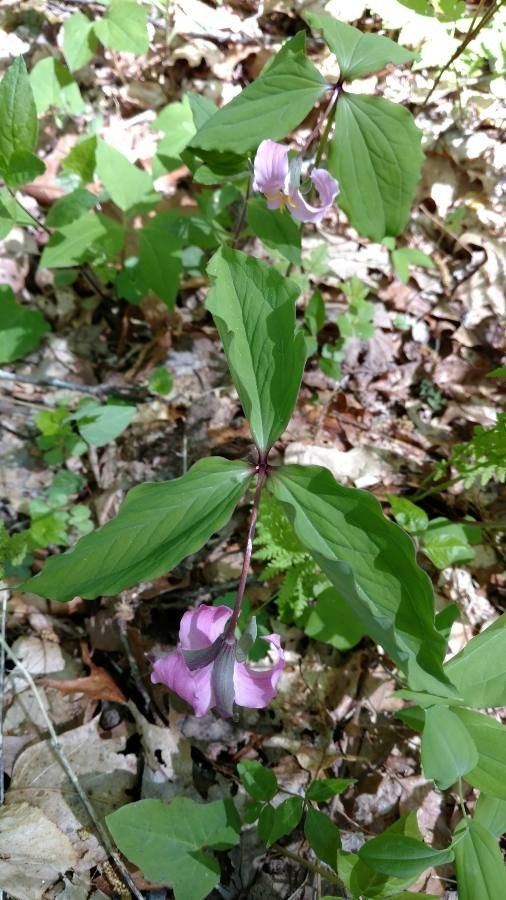 Trillium catesbaei habit