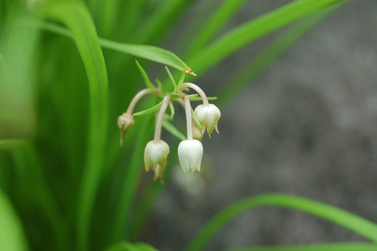 Theropogon pallidus habit