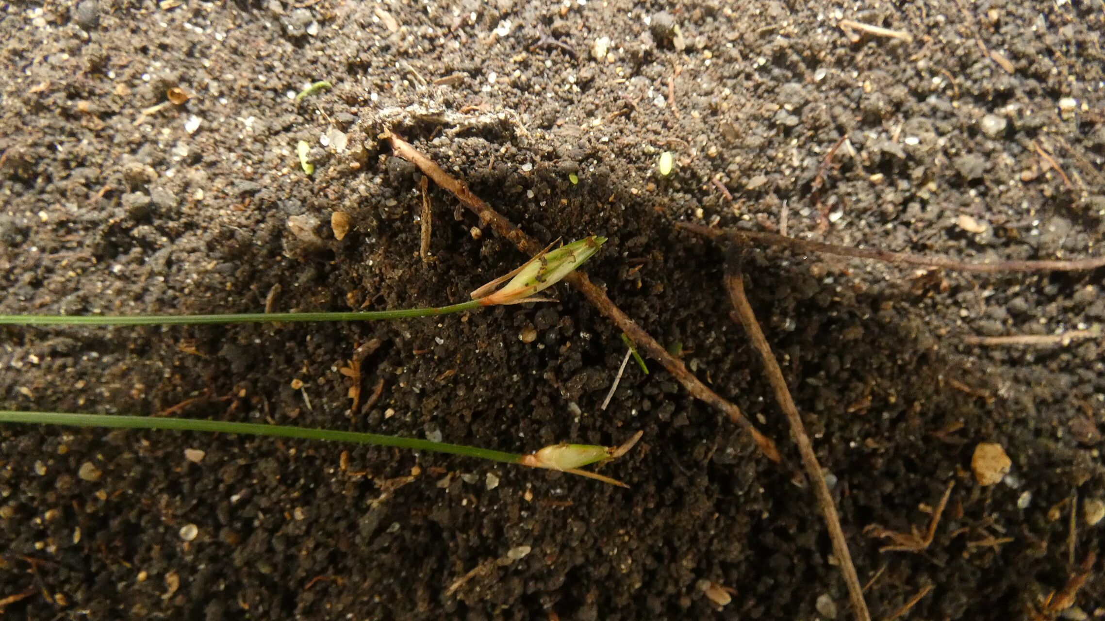 Abildgaardia ovata — houseplant care guide