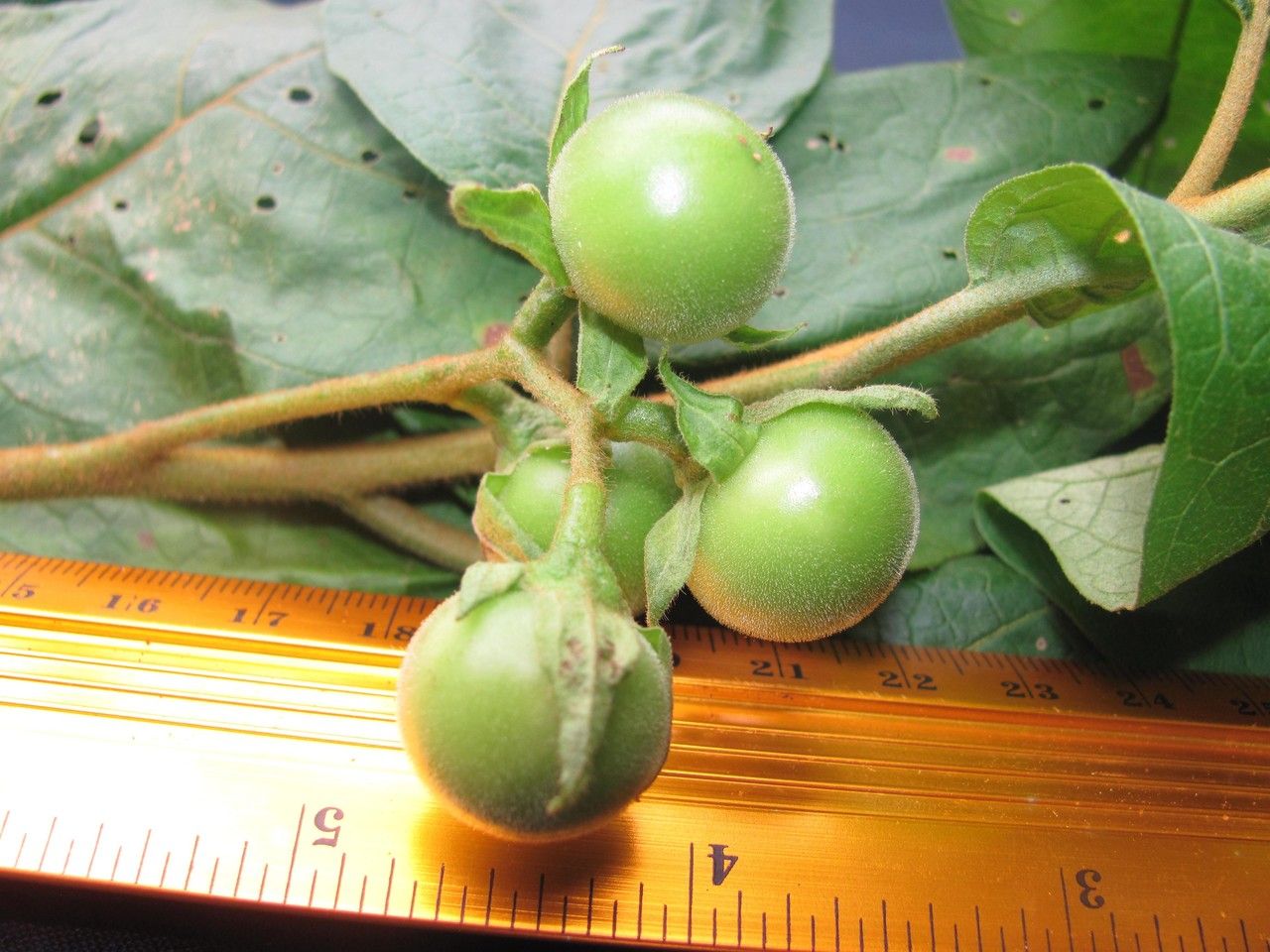Solanum erythrotrichum fruit