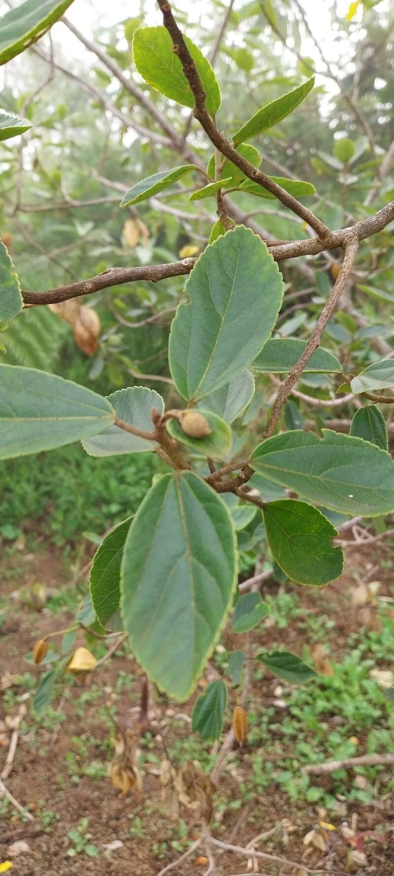 Ruizia granulata — related species from the same genus