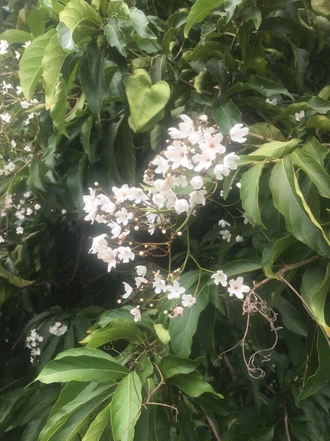 Cordia oncocalyx flower