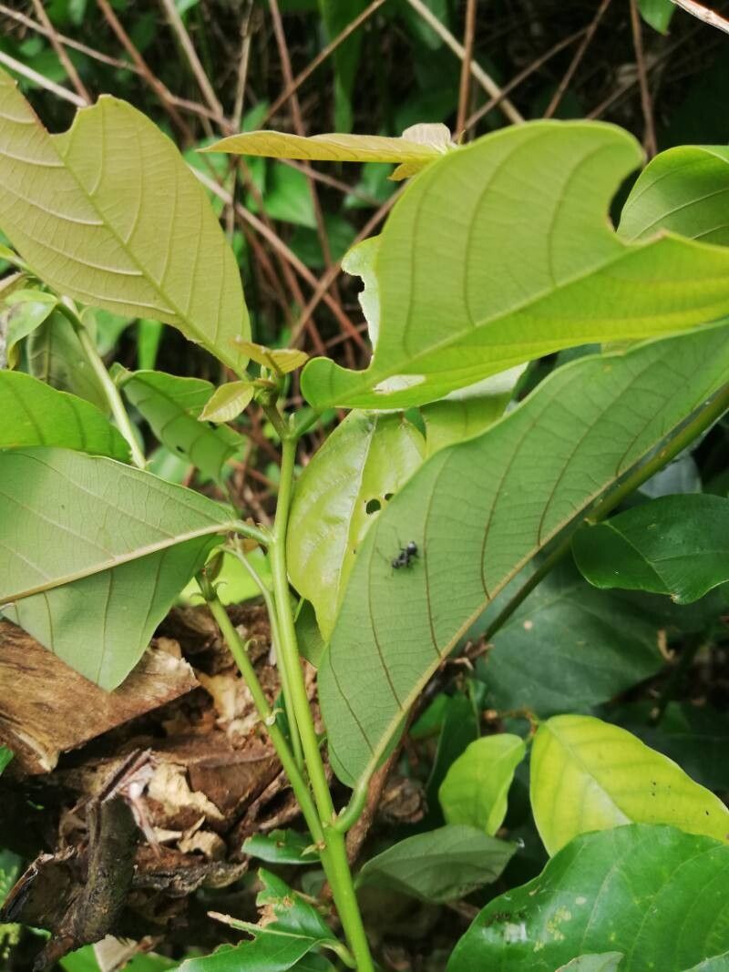 Bridelia ripicola leaf