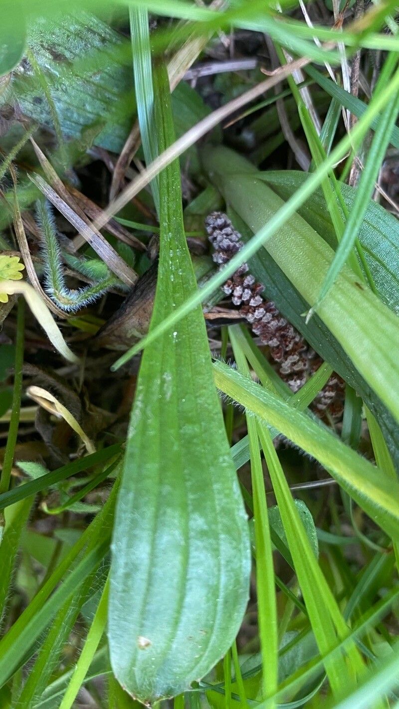 Ophrys holosericea — search result for 'Ophrys'