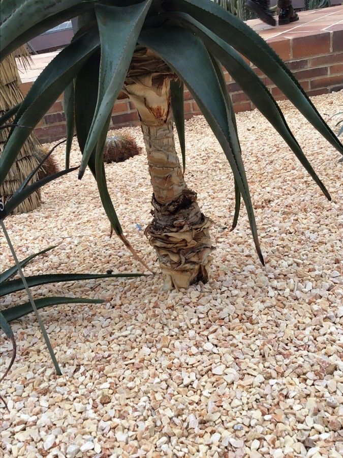 Aloe thraskii bark