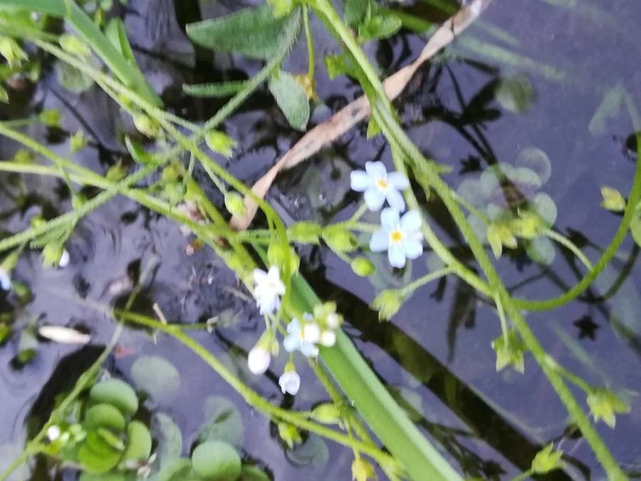 Myosotis secunda flower