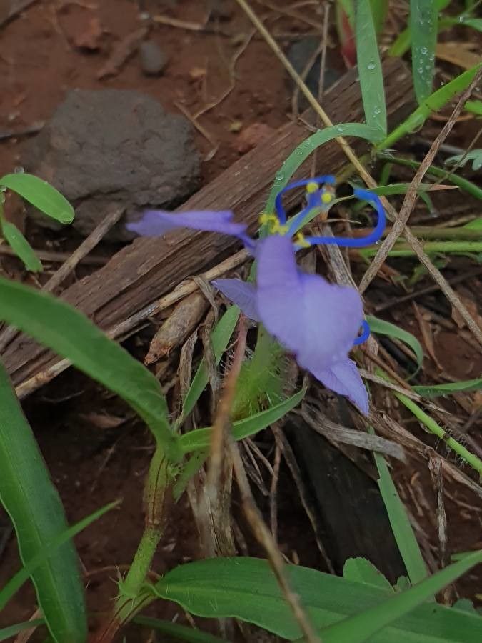Commelina forskaolii flower