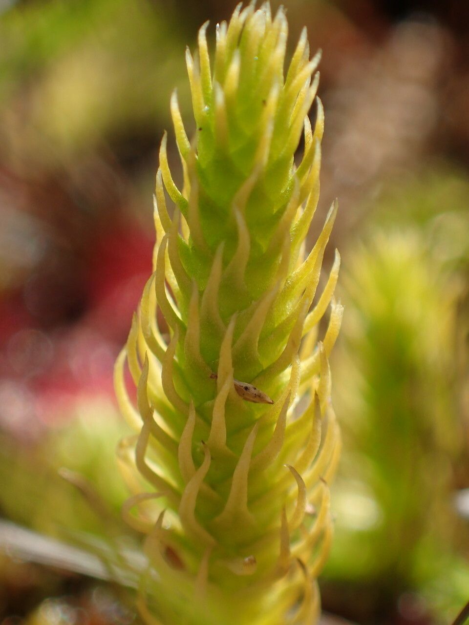 Lycopodiella inundata — search result for 'Lycopodiaceae'