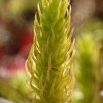 Lycopodiella inundata