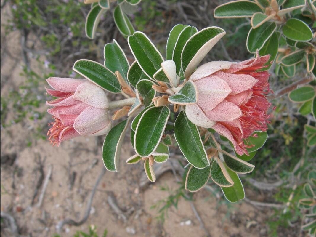 Diplolaena grandiflora flower