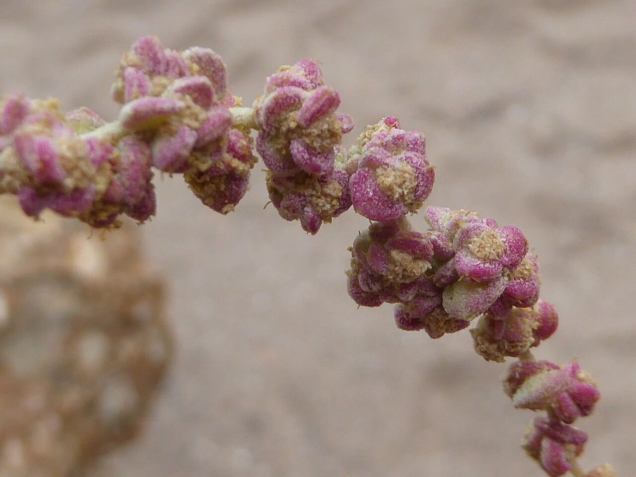 Atriplex halimus fruit