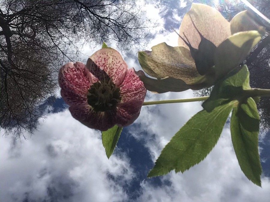 Helleborus lividus flower