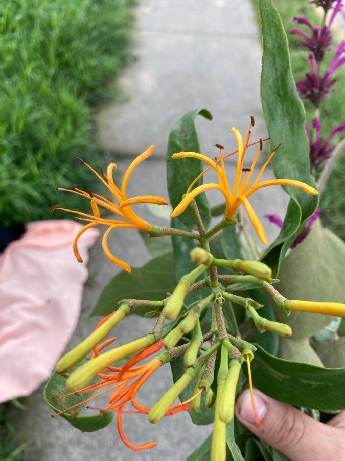 Psittacanthus calyculatus flower