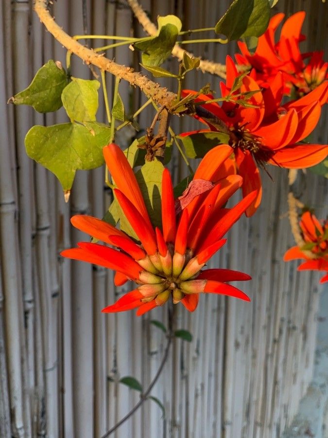 Erythrina corallodendron flower