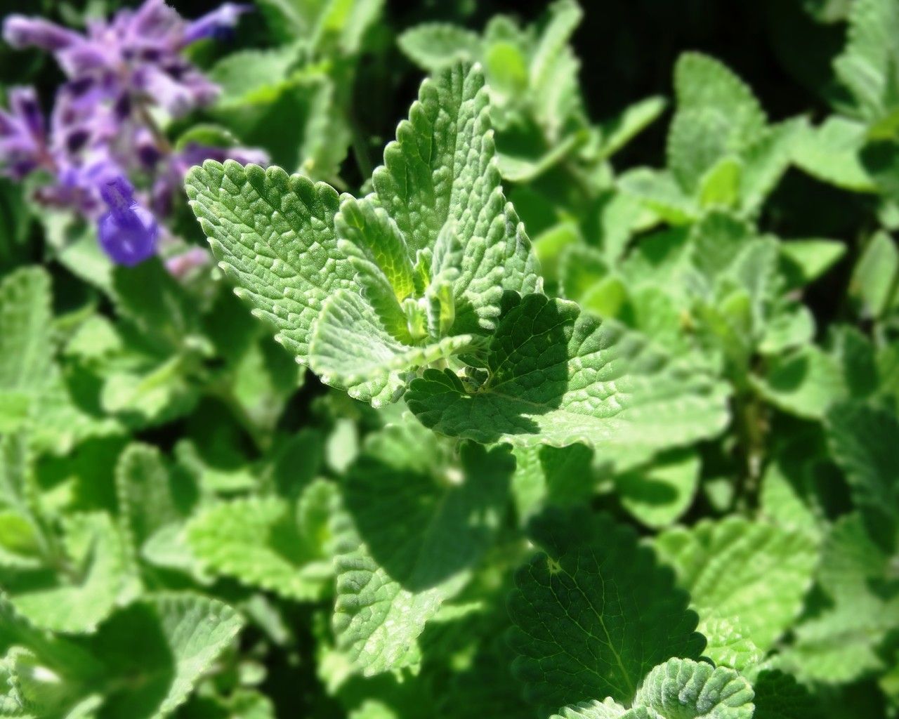 Nepeta latifolia — search result for 'Nepeta'
