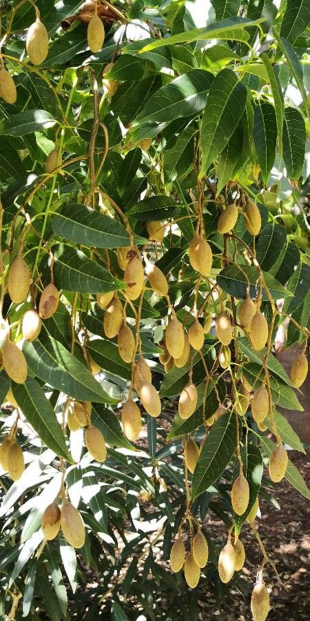 Toona sinensis fruit